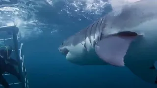 Top 10 Shark Attacks You Won't Believe