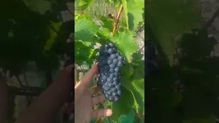 Созревание некоторых технических сортов винограда