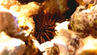 Burrowing urchin (Echinometra mathaei), Роющий еж