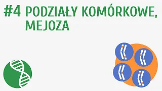 Podziały komórkowe, mejoza #4 [ Genetyka ]