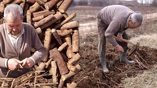 LICORICE OF STICK. Artisanal collection of the ROOTS of this plant for consumption