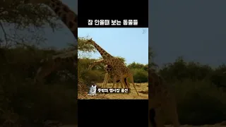 잠 안올때 보는 동물들