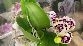 Завоз орхидей фаленопсисов! Биглипы, парфюмерная фабрика, Огромные цветы у орхидей