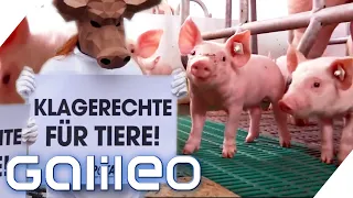 Grundrechte für Tiere - Dafür oder dagegen? Wie weit sollte Tierschutz gehen? | Galileo | ProSieben