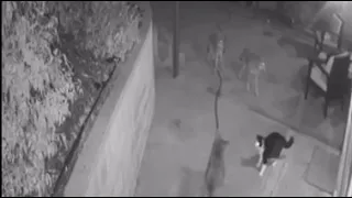 Кот вышел на бой против стаи койотов, охраняя дом