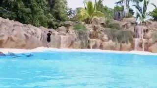 Tenerife 2015 Loro park dolphins Тенерифе 2015 Лоро парк Дельфины