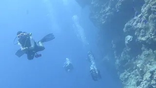 Dive with white tip shark, Palau