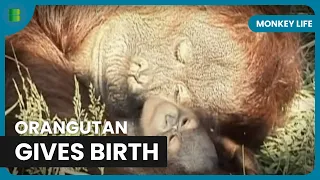 An Orangutan Birth - Monkey Life - S01 EP04 - Documentary