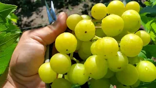 Зрізка винограду  пріма україни і бешевский на 9.08.23 🤠