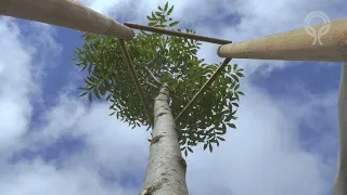 Sázení stromu