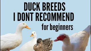 5 Duck Breeds I DON’T Recommend For Beginners