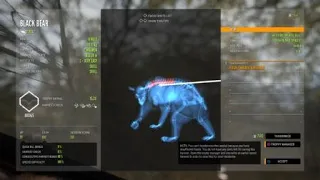 theHunter: Call of the Wild CINNAMON bear