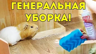 Уборка В Стеллаже Морских Свинок / SvinkiShow