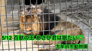 5/12 大牟田市動物園 ライオン あさひ君♡