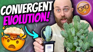 Plant Haul + Convergent Evolution Chat | Cacti, Euphorbia, Thylacines, & Wolves