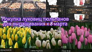 Покупка луковиц тюльпанов. Трэш приключения в дороге