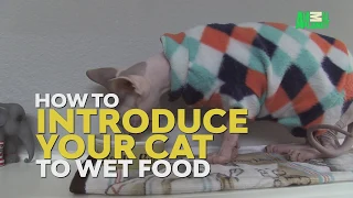 How To Transition from Dry To Wet Food