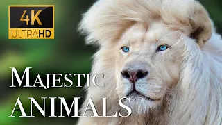 Amazing Scenes of Majestic Animals In 4K - Scenic Relaxation Film