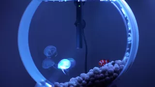 My Desktop Jellyfish Tank Part 2 (pet jellyfish)