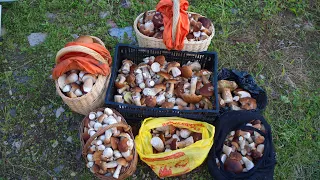 Mega-gathering of WHITE MUSHROOMS in the Moscow region! How we took out mushrooms in T-shirts!