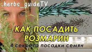 Как посадить розмарин из семян. 4 секрета успешного прорастания