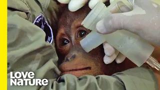 Orphaned Orangutan SAVED After Serious Smoke Inhalation | Love Nature