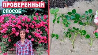 ЛАЙФХАК! ЛЕТНЕЕ ЧЕРЕНКОВАНИЕ РОЗ! 🌹🌹🌹 Размножаем правильно 100% результат