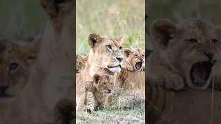 Lion Mother Keeps Cubs Safe From Predator !!Born in Africa #Lions#NatGeoWILD#shorts#youtubeshorts