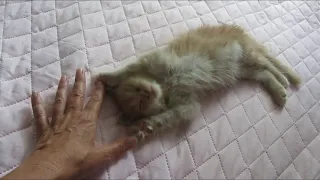 Как успокоить котенка?How to calm a kitten?