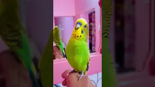 Budgie Bird | Sound of Parrot