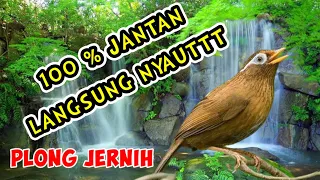 Suara Burung Wambie Betina GACORR, Memanggil Wambie Jantan. Durasi 1 Jam non stop