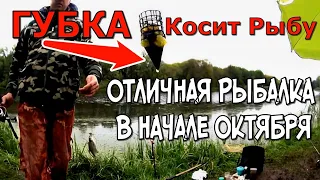 Осенняя рыбалка на фидер в Октябре. ГУБКА ВМЕСТО КОРМА. Осенняя фидерная ловля леща, плотвы.