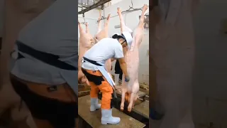Swine Slaughtering Procedure 1