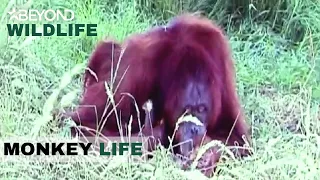 S1E04 | Orang-Utan Ro-Ro Gives Birth | Monkey Life | Beyond Wildlife