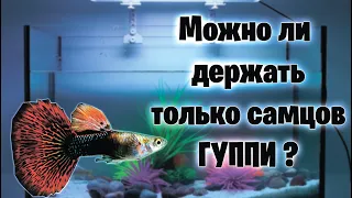 Можно ли держать только самцов ГУППИ? аквариумистика