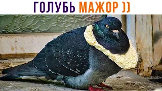 ГОЛУБЬ МАЖОР))) Приколы | Мемозг 932