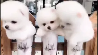 Funniest & Cutest Pomeranian Puppies #1