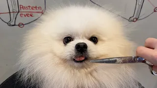 Pomeranian Puppy Face Grooming | Puppy Grooming | Dog Grooming