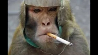Chain smoking chimp: New star at North Korean zoo can't do without her pack