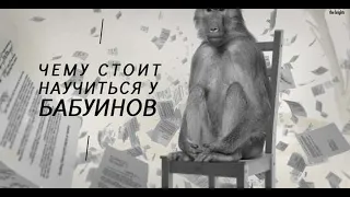 Чему стоит научиться у бабуинов. Роберт Сапольски