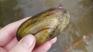 Behind the Scenic Views - Freshwater Mussels