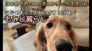 はじめてのミニュチュアダックスフンド　もみじ暮らし 13話