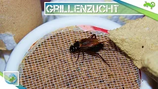 Die Einrichtung-Grillenzucht (How do you build a cricketbreeder?) | Part 2 | Aqua-/Terrarium (Um)Bau