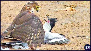 12 Momentos Despiadados De Aves Comiéndose A Otras Aves