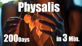 Growing Physalis Plant from Seed to Fruit 🌱 200 Days Time Lapse - Full life Cycle