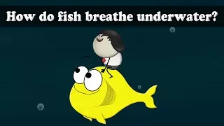 How do fish breathe underwater? | #aumsum #kids #science #education #children
