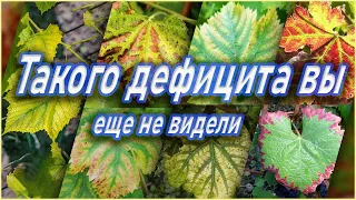 Почему ваш виноград не растет./Why your grapes are not growing.