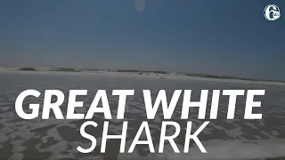 Great white shark tracked off Atlantic City, New Jersey