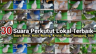 30 Perkutut, Suara & irama terbaik punya kamu termasuk jenis yang No berapa lur