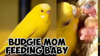 Lutino Budgie Mom Feeding Chicks | Mother Budgie feeding Baby Birds #budgies #parrot #mom #feeding